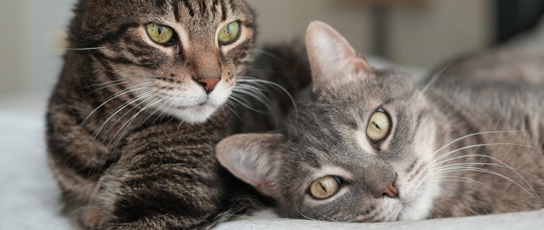 Two cats snuggle up to each other and one looks at the camera