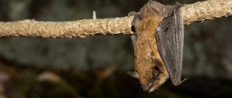Bats, rabies and public health | The Humane Society of the United States