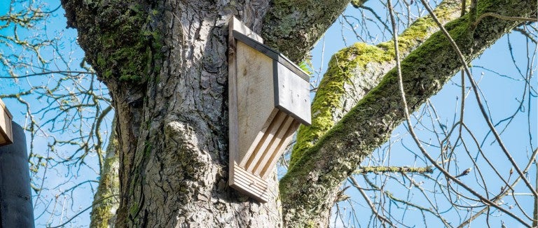 Bat house on a tree