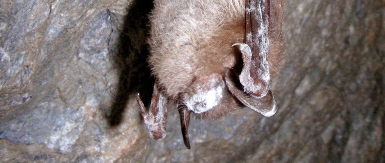A bat hanging in a cave with white nose syndrome