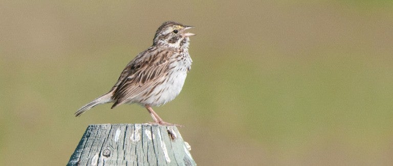 Sparrow on a fence post