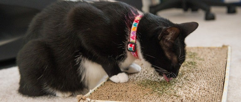 What is catnip? A black and white cat investigates catnip left on a cardboard toy
