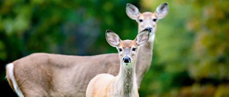 What to do about deer | The Humane Society of the United States