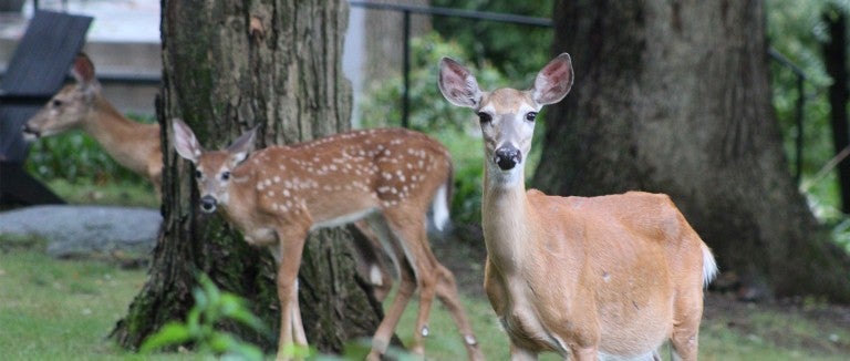 Three deer explore a backyard