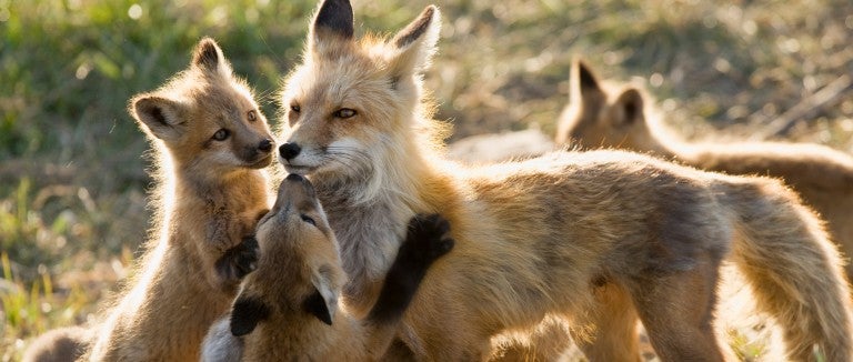 Mother fox nursing several kits