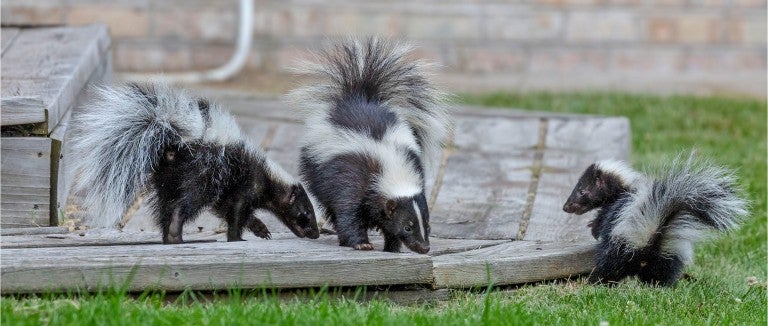 Three skunks on a porch