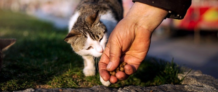 If you found a stray dog or cat, you might earn its trust with treats