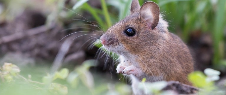 What to do about wild mice | The Humane Society of the United States