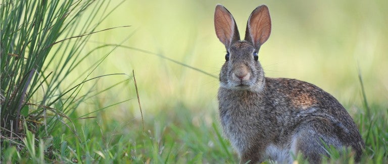 What to do about wild rabbits | The Humane Society of the United ...