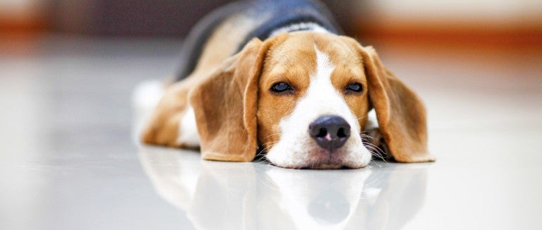 Beagle dog laying on the floor