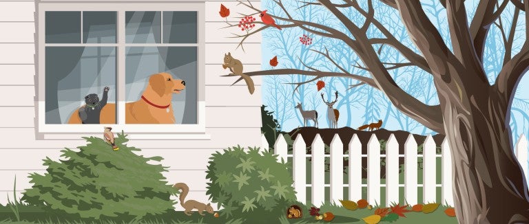 Illustration of a dog and cat looking out a window at backyard wildlife.