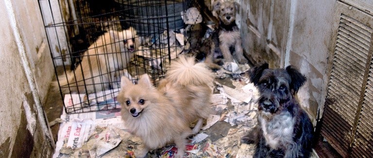 Filthy conditions surrounding dogs inside a puppy mill.