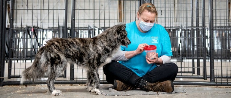 An HSUS volunteer feeds a rescue dog from a cannister of treats