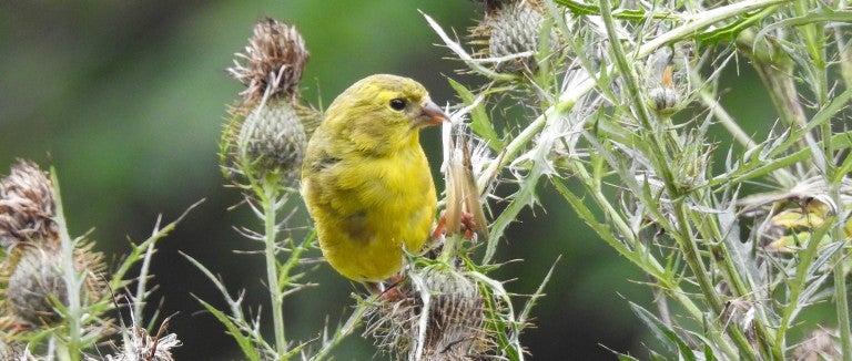 A goldfinch sitting on a thistle plant.