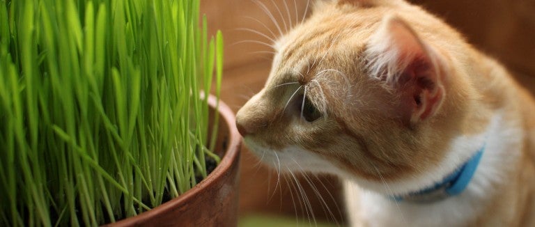 tabby cat getting close to some potted grass