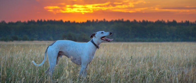 greyhound dog looking at the sunset
