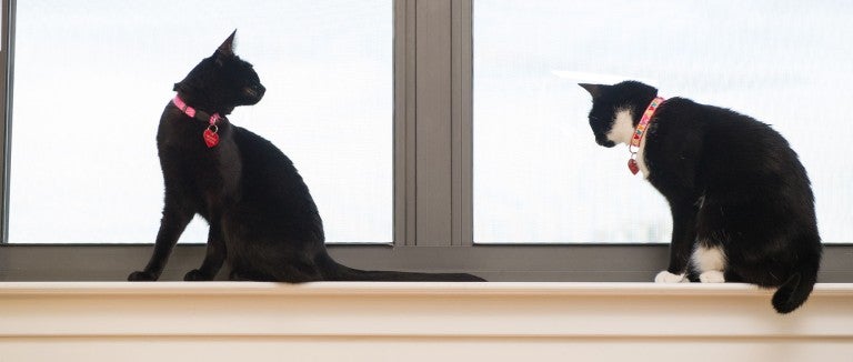 Two cats explore inside next to a large window