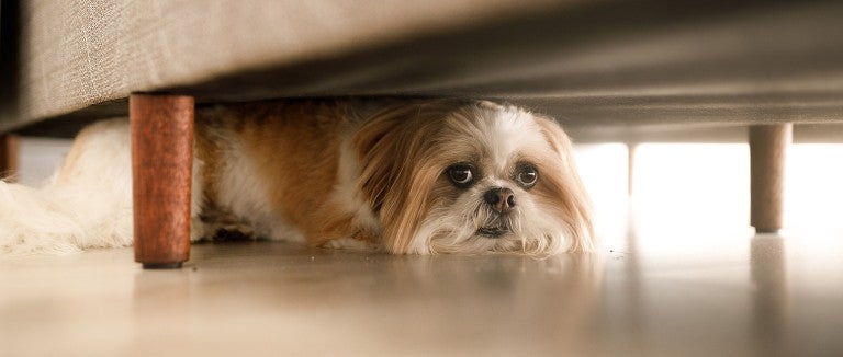 Small scared dog hiding under couch