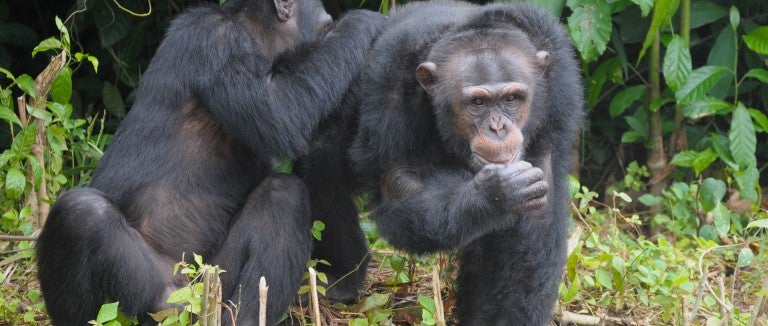 Two chimps at HSI’s Second Chance Chimpanzee Refuge
