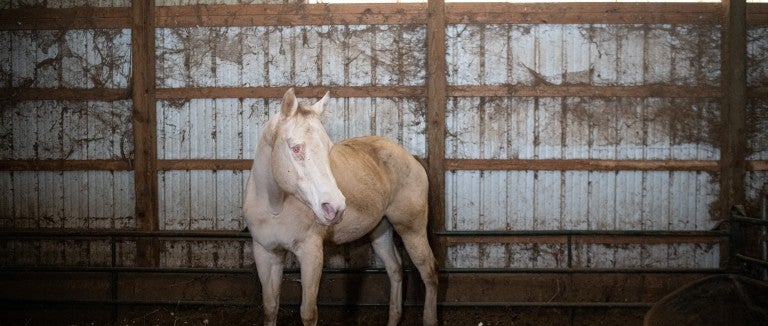 A blind horse stands in a barn in poor condition