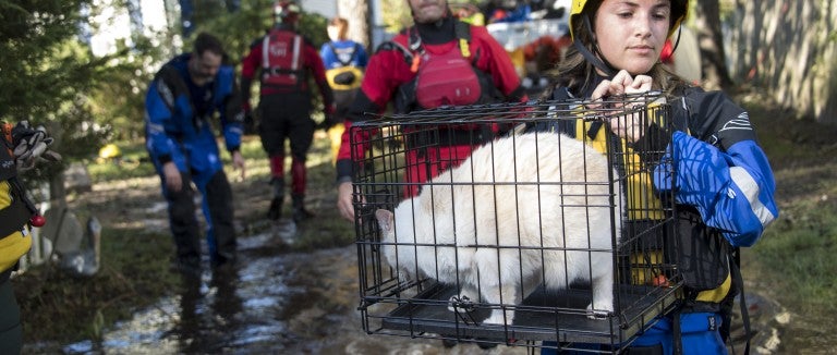 Rescuers wade through floods to pull out stranded animals in the