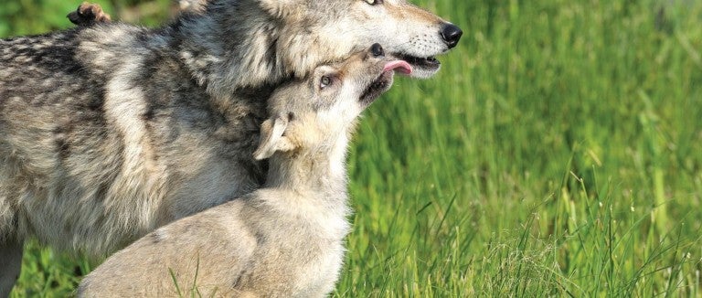 A wolf pup licks the mouth of an adult wolf