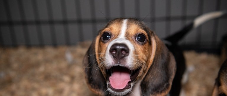 A happy beagle puppy looks at the camera
