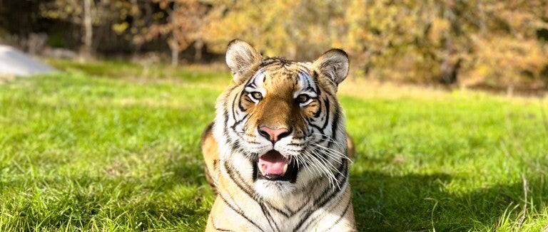 Tiger laying down in the grass in an open field