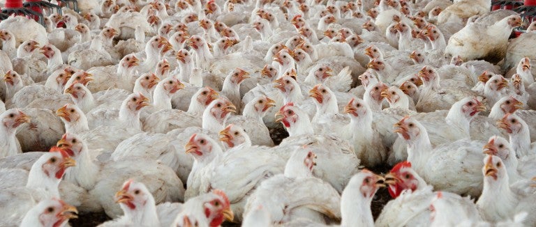 Hundreds of chickens packed together at a broiler farm