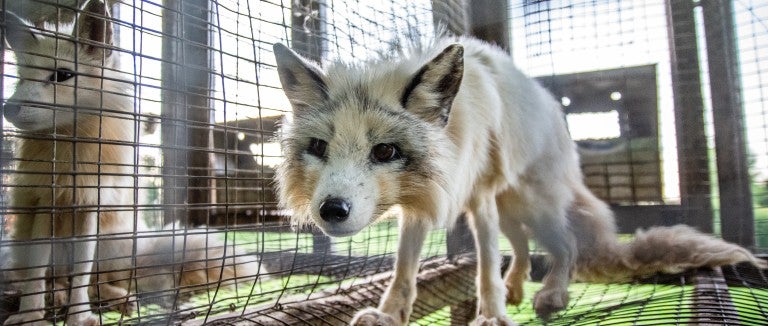 A fox stands in a cramped wire cage at a fur farm