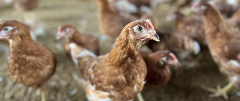 An egg-laying hen on a cage-free farm