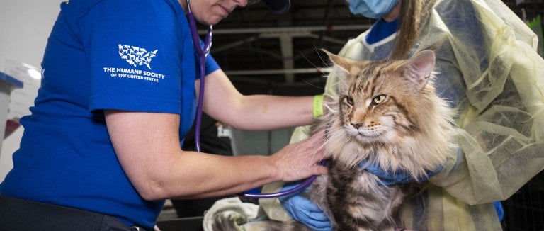 A cat is examined for injuries after being rescued