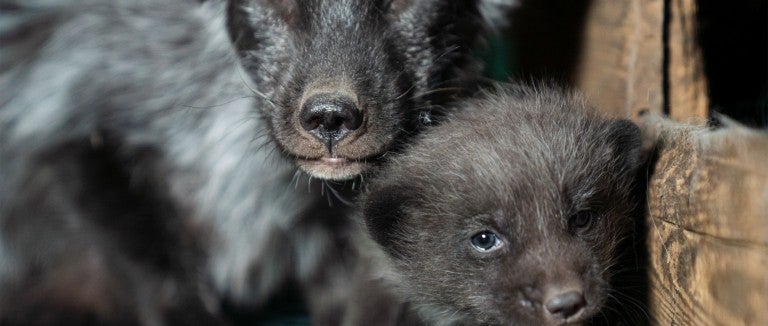Photos taken on two fur farms in Finland as part of an investigation into the cruelty of fur farming