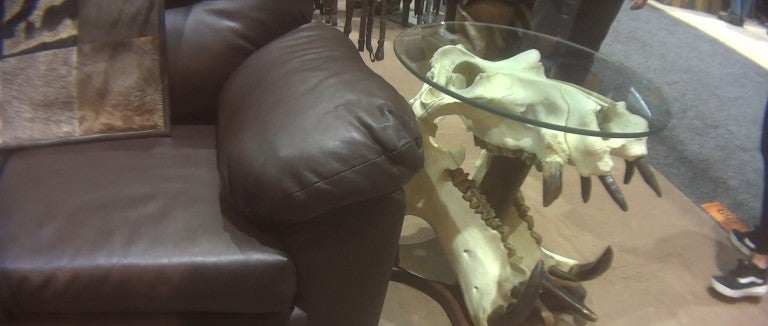 Hippo skull table at the Safari Club International convention