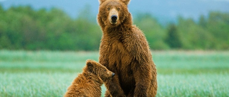 A mother bear stands with her cub