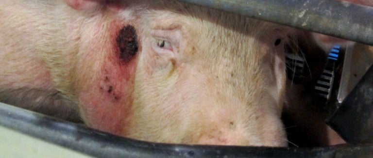 An injured pig crammed into a gestation crate