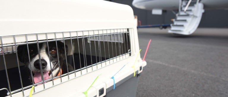 Dog in crate near airplane