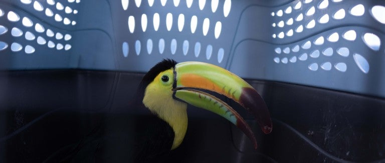 A toucan in an animal carrier