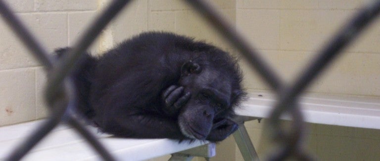 A chimpanzee in a cage