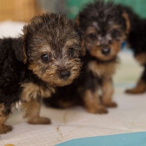 Puppies at temp shelter from puppy mill rescue in North Carolina