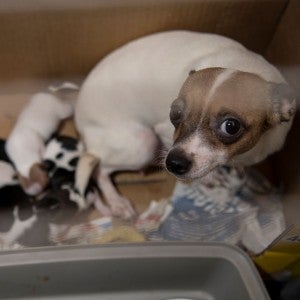 Breeder mom with puppies at temp shelter from puppy mill rescue in North Carolina