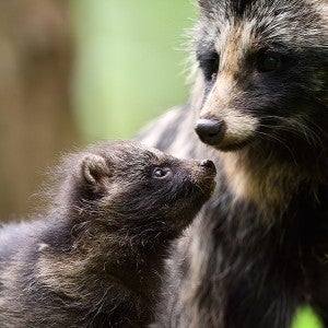 Raccoon dog pup with mother