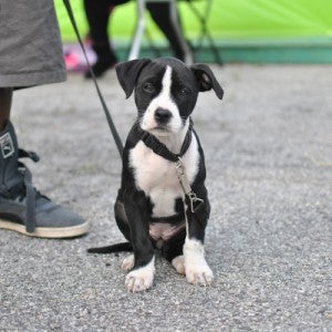 Puppy at Pets for Life event