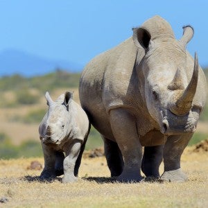 African white rhino, National park of Kenya, Africa