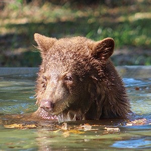Russel the bear enjoys his pool at Black Beauty Ranch