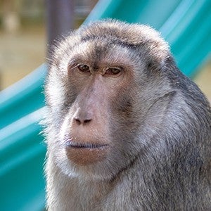 Willy, a Pig Tail Macaque, looks stoically at the camera from his large enclosure at Black Beauty Ranch