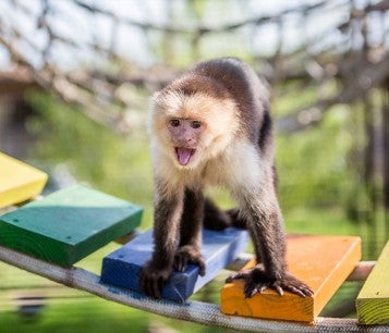 Jackie the capuchin monkey hanging out on her colorful bridge at Black Beauty Ranch