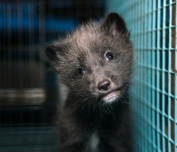 Fox kit in cage at fur farm