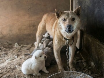 Dog with pups on dog meat farm in South Korea