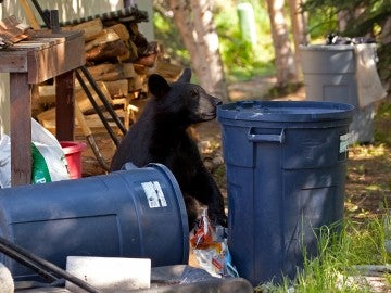 Brown bear getting into trash cans